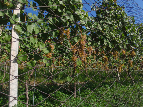 Weiß/Bianco Grapes.